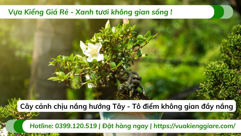 cây cảnh chịu nắng hướng tây