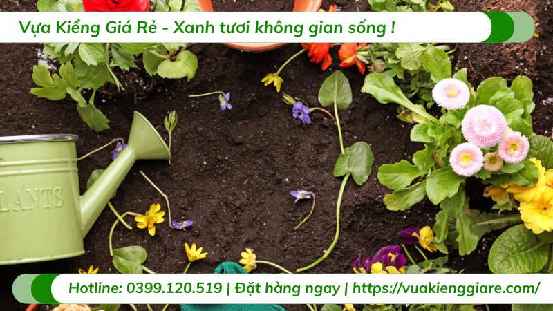 cây cảnh chịu nắng hướng tây