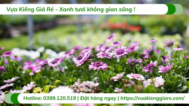 cây cảnh chịu nắng hướng tây