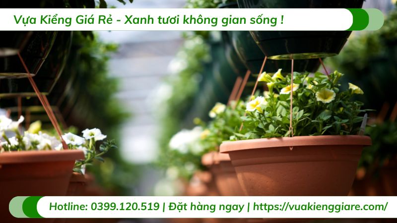cây cảnh chịu nắng hướng tây