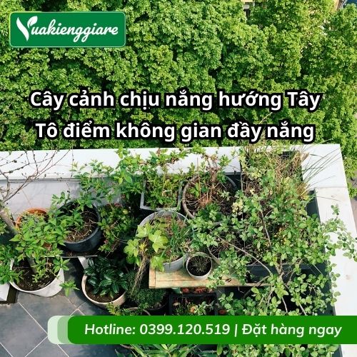 cây cảnh chịu nắng hướng tây