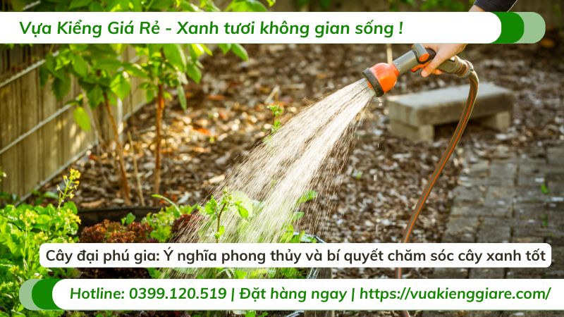 ý nghĩa phong thủy cây đại phú gia