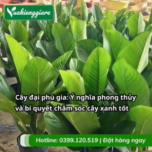 cây đại phú gia