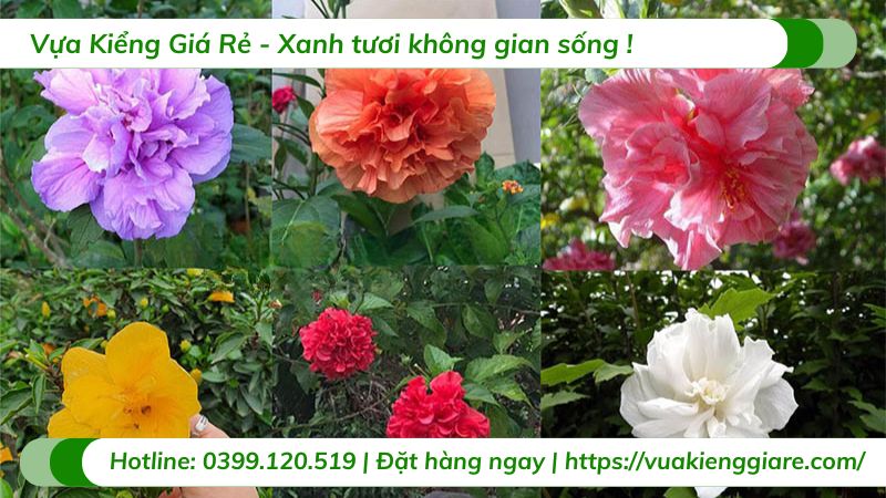 cây dâm bụt đẹp