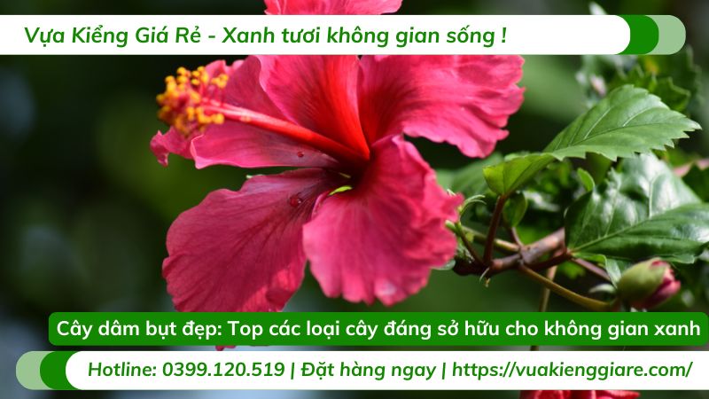 cây dâm bụt đẹp