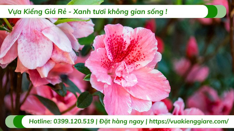 cây dâm bụt đẹp