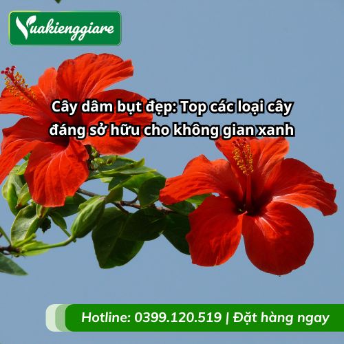 cây dâm bụt đẹp