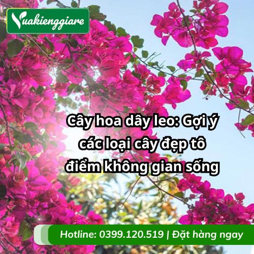 cây hoa dây leo