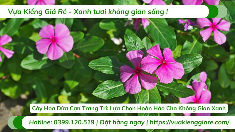cây hoa dừa cạn trang trí