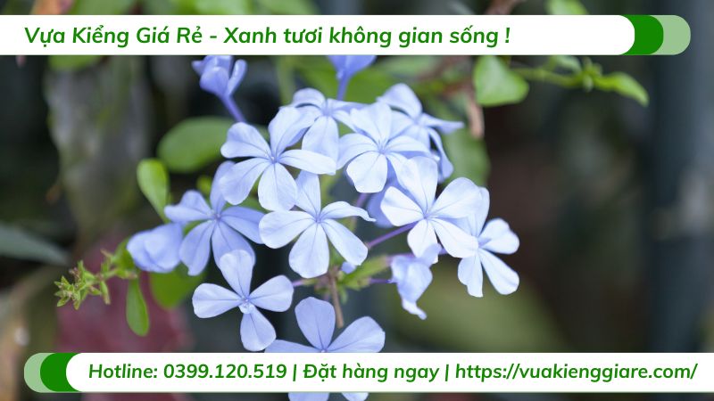 cây hoa dừa cạn trang trí