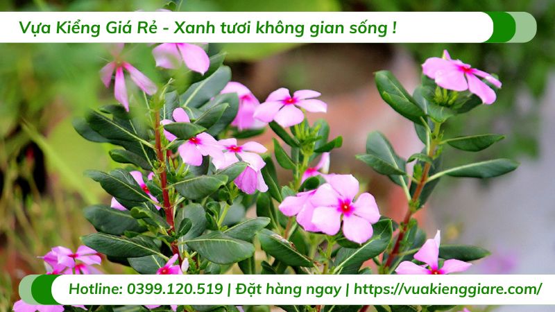 cây hoa dừa cạn trang trí