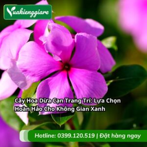 cây hoa dừa cạn trang trí