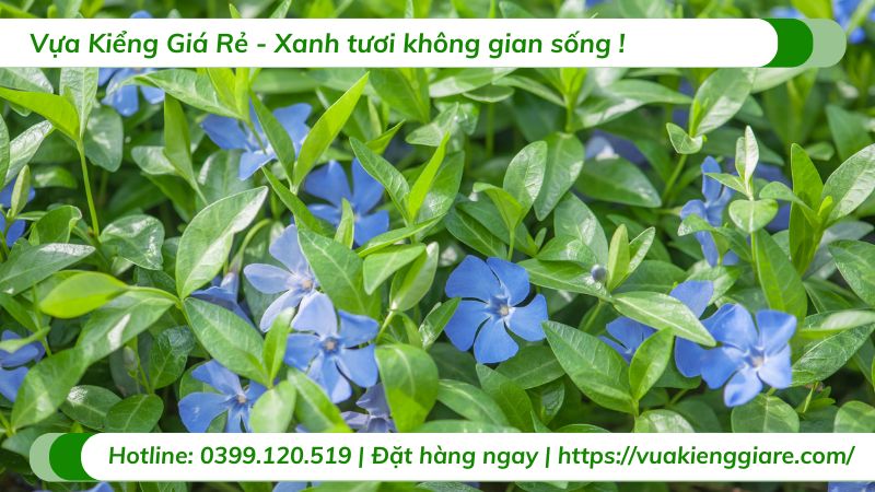 cây hoa dừa cạn trang trí