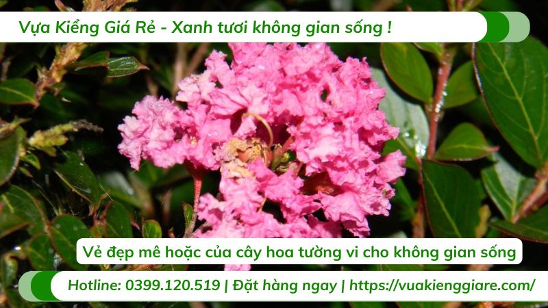 cây hoa tường vi đẹp