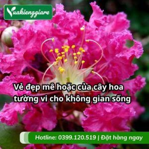 cây hoa tường vi đẹp