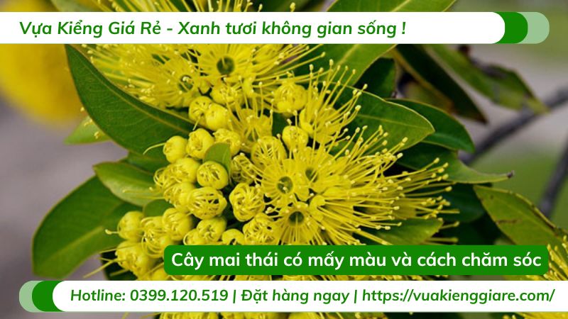 cây mai thái