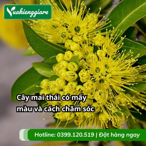 cây mai thái