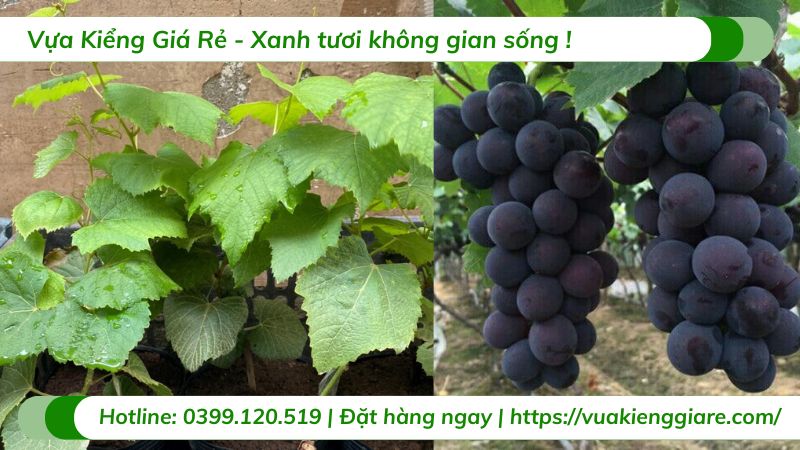 Cây nho kẹo (cây giống)