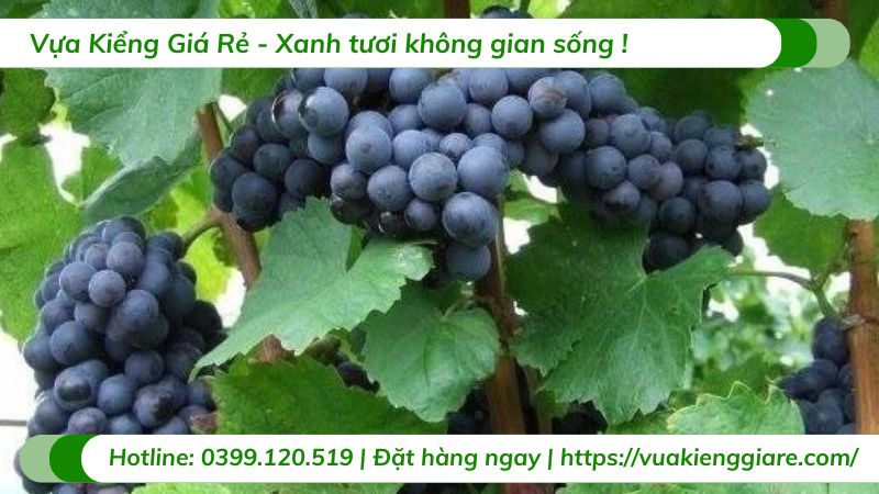 Cây nho kẹo (cây giống)