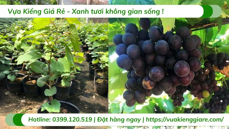 Cây nho kẹo (cây giống)