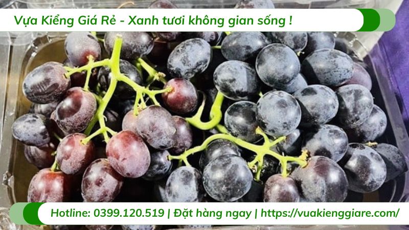 Cây nho kẹo (cây giống)