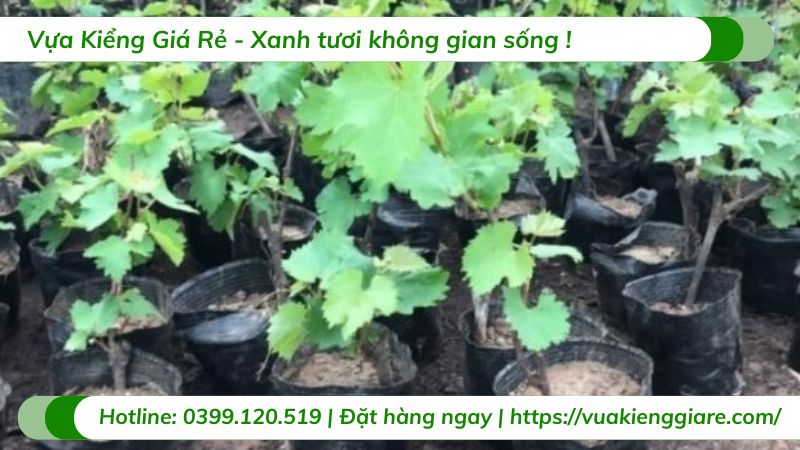 Cây nho ngón tay (cây giống)