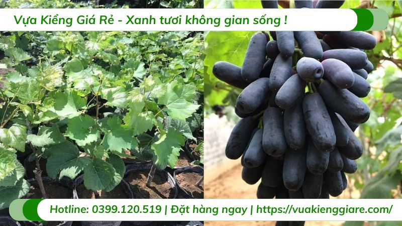 Cây nho ngón tay (cây giống)