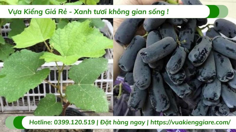 Cây nho ngón tay (cây giống)