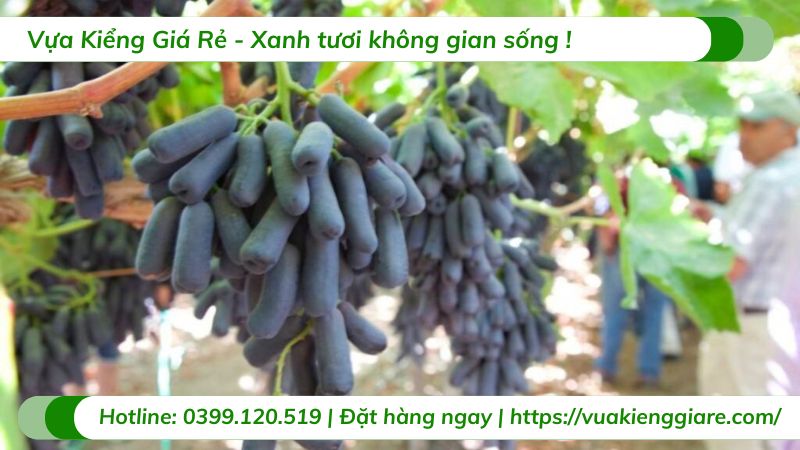 Cây nho ngón tay (cây giống)