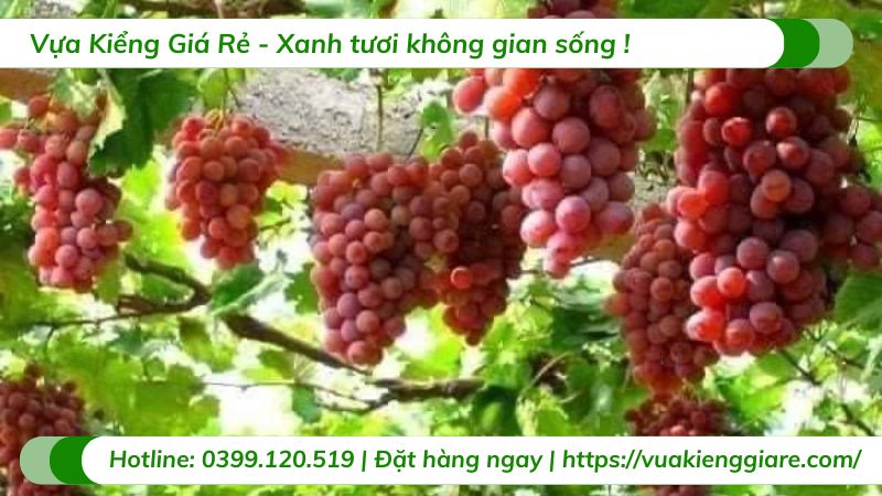 cây nho ninh thuận (cây giống)