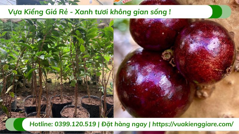Cây nho thân gỗ 12 vụ (cây giống)