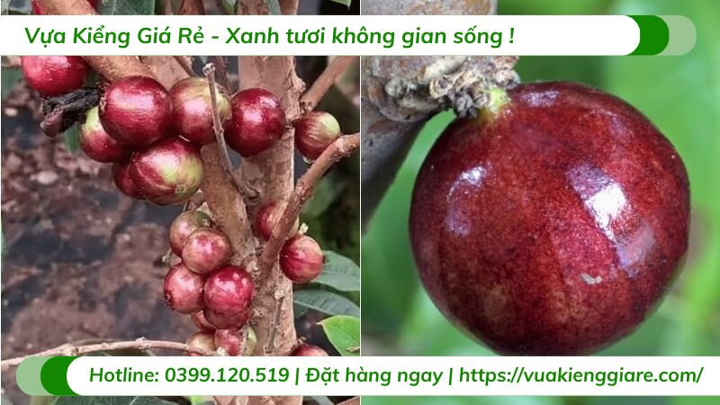 Cây nho thân gỗ 12 vụ (cây giống)