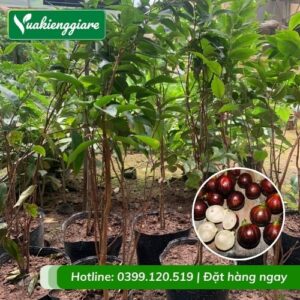 Cây nho thân gỗ 12 vụ (cây giống)