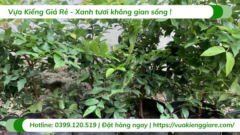 Cây nho thân gỗ tứ quý (cây giống)