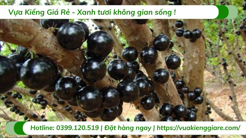 Cây nho thân gỗ tứ quý (cây giống)