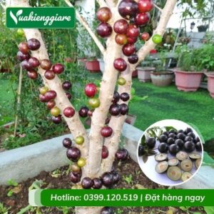 Cây nho thân gỗ tứ quý (cây giống)