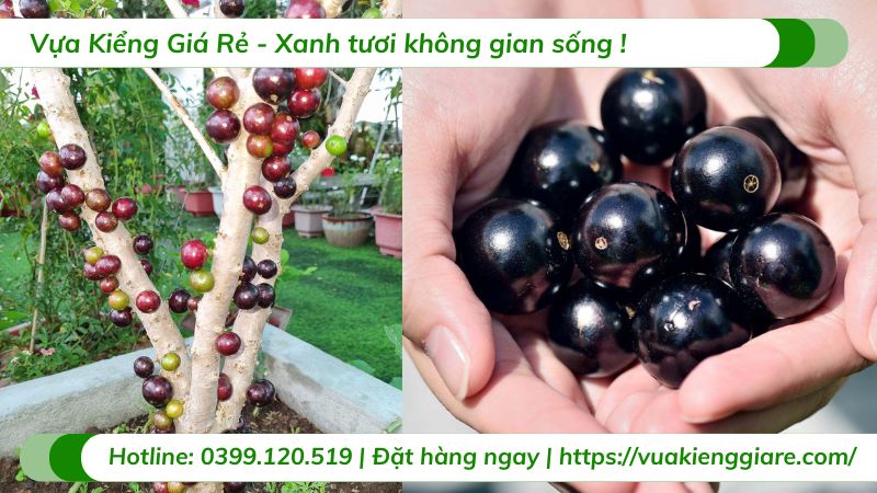 Cây nho thân gỗ tứ quý (cây giống)