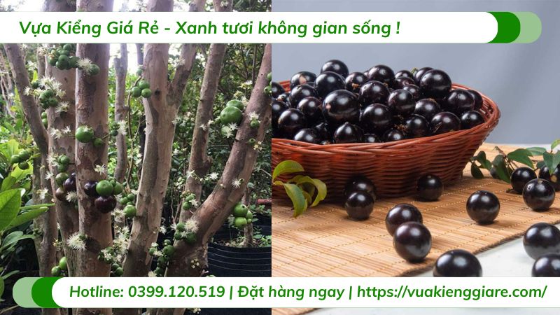 Cây nho thân gỗ tứ quý (cây giống)
