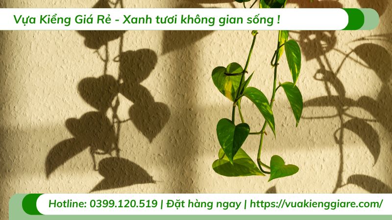 cây trầu bà chậu treo