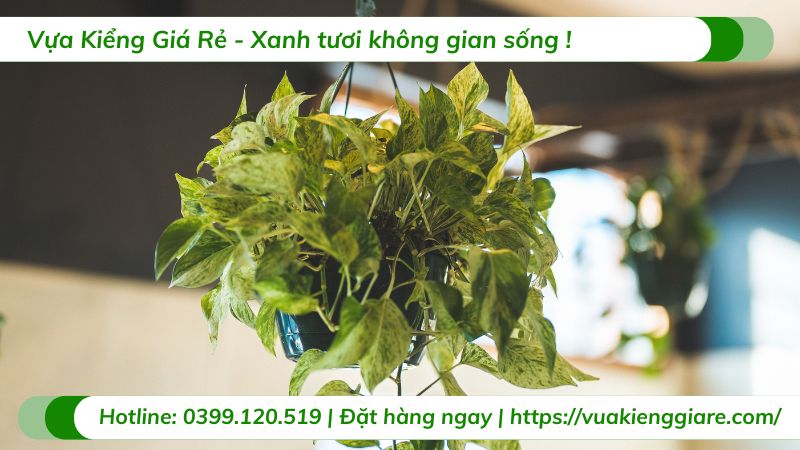 cây trầu bà chậu treo