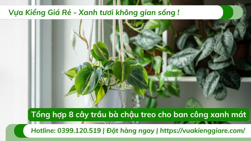 cây trầu bà chậu treo