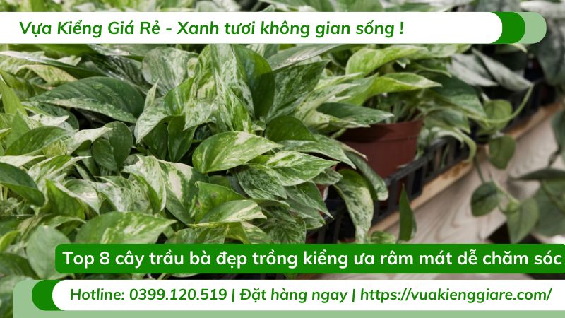 cây trầu bà đẹp