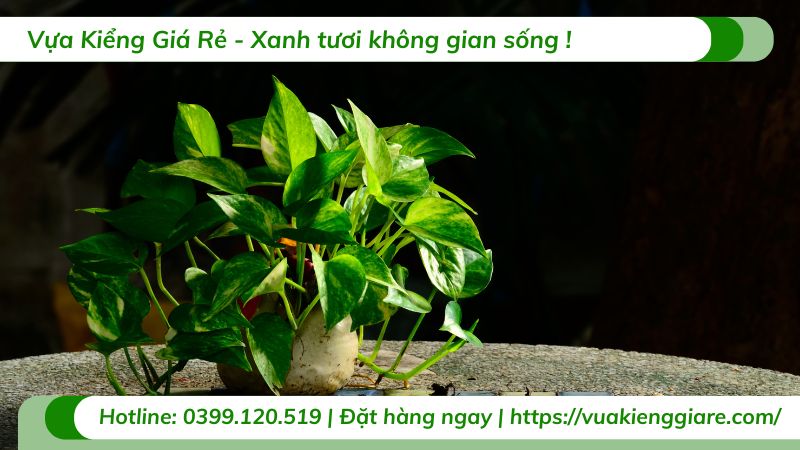 cây trầu bà đẹp