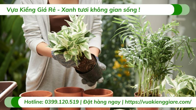 cây trầu bà đẹp