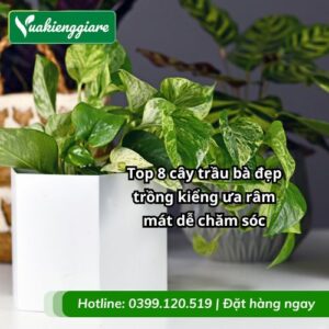 cây trầu bà đẹp