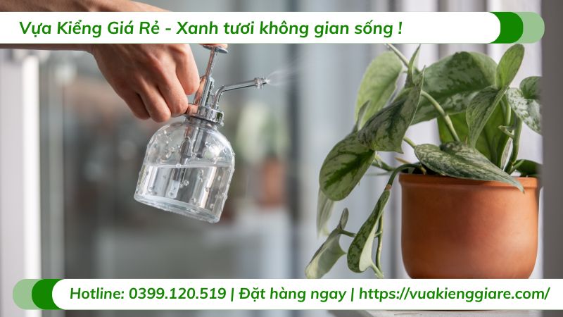 cây trầu bà đẹp