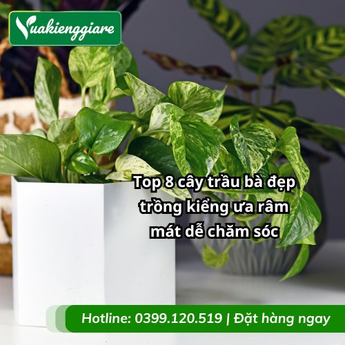 cây trầu bà đẹp