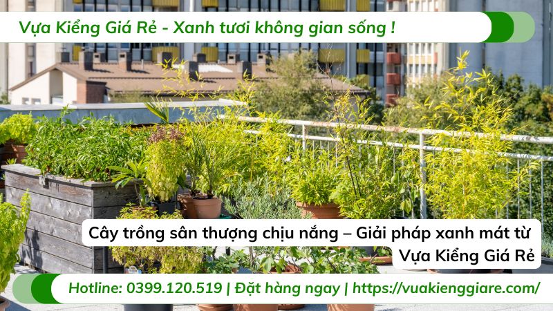 cây trồng sân thượng chịu nắng