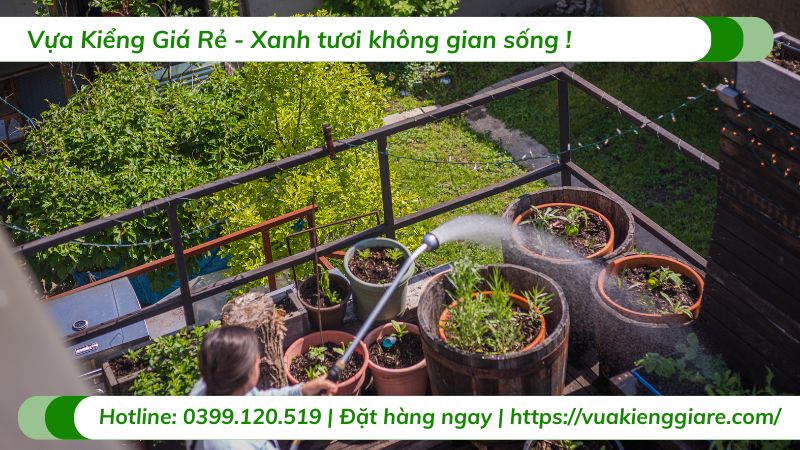cây trồng sân thượng chịu nắng