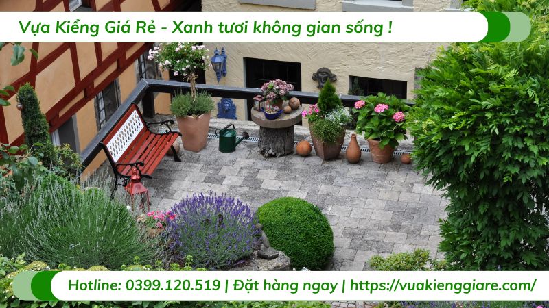 cây trồng sân thượng chịu nắng